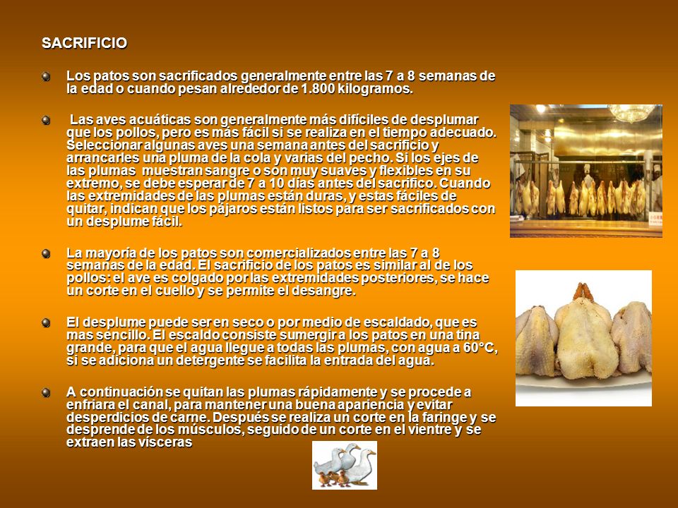 SACRIFICIO Los patos son sacrificados generalmente entre las 7 a 8 semanas de la edad o cuando pesan alrededor de kilogramos.