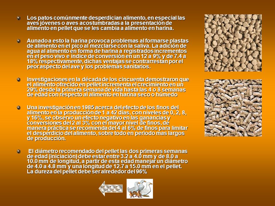 Los patos comúnmente desperdician alimento, en especial las aves jóvenes o aves acostumbradas a la presentación de alimento en pellet que se les cambia a alimento en harina.