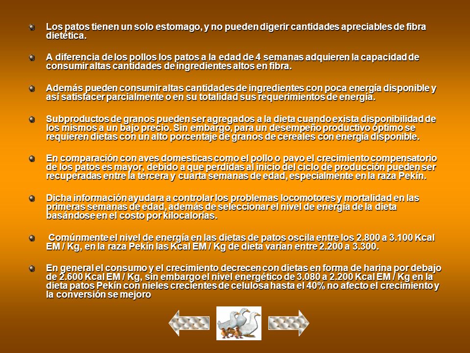 Los patos tienen un solo estomago, y no pueden digerir cantidades apreciables de fibra dietética.