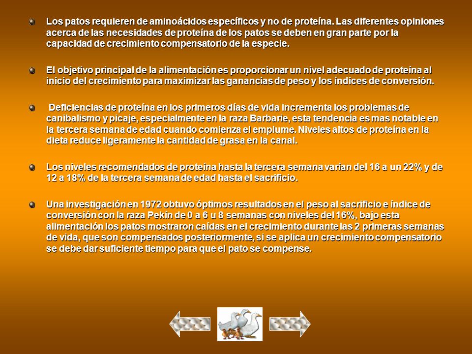 Los patos requieren de aminoácidos específicos y no de proteína