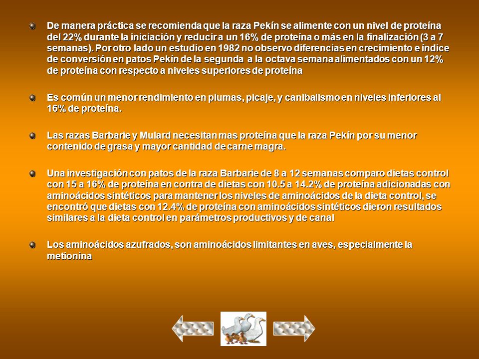 De manera práctica se recomienda que la raza Pekín se alimente con un nivel de proteína del 22% durante la iniciación y reducir a un 16% de proteína o más en la finalización (3 a 7 semanas). Por otro lado un estudio en 1982 no observo diferencias en crecimiento e índice de conversión en patos Pekín de la segunda a la octava semana alimentados con un 12% de proteína con respecto a niveles superiores de proteína