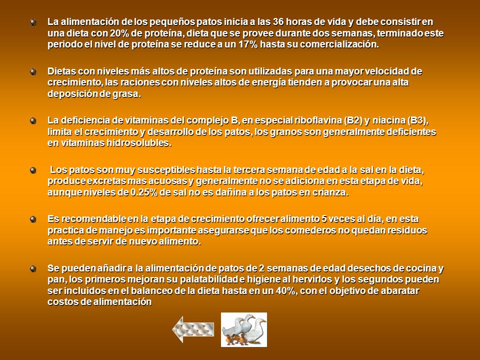 La alimentación de los pequeños patos inicia a las 36 horas de vida y debe consistir en una dieta con 20% de proteína, dieta que se provee durante dos semanas, terminado este periodo el nivel de proteína se reduce a un 17% hasta su comercialización.