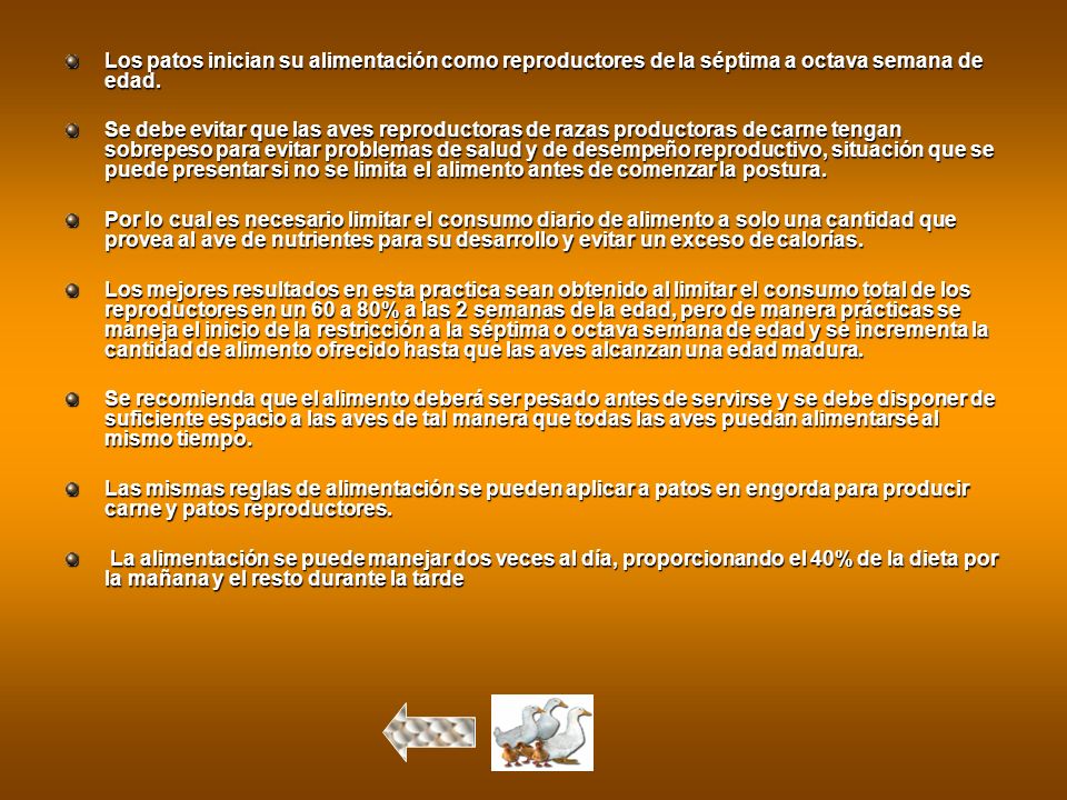 Los patos inician su alimentación como reproductores de la séptima a octava semana de edad.