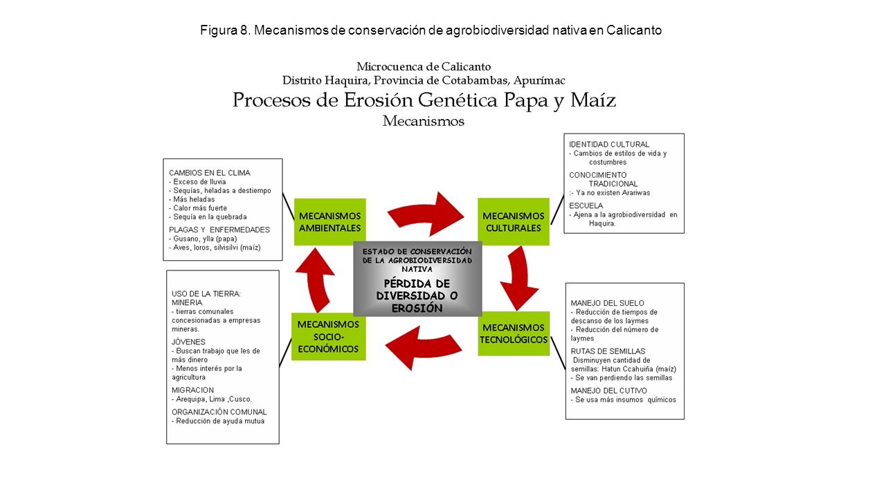 Figura 8. Mecanismos de conservación de agrobiodiversidad nativa en Calicanto