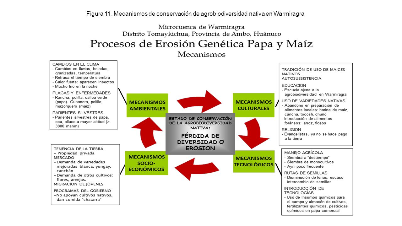 Figura 11. Mecanismos de conservación de agrobiodiversidad nativa en Warmiragra