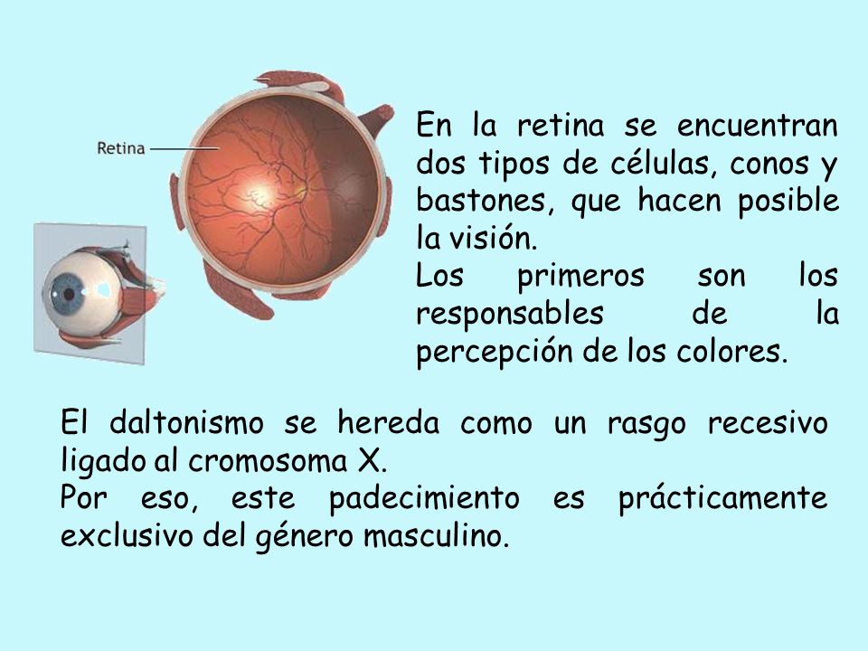 En la retina se encuentran dos tipos de células, conos y bastones, que hacen posible la visión.