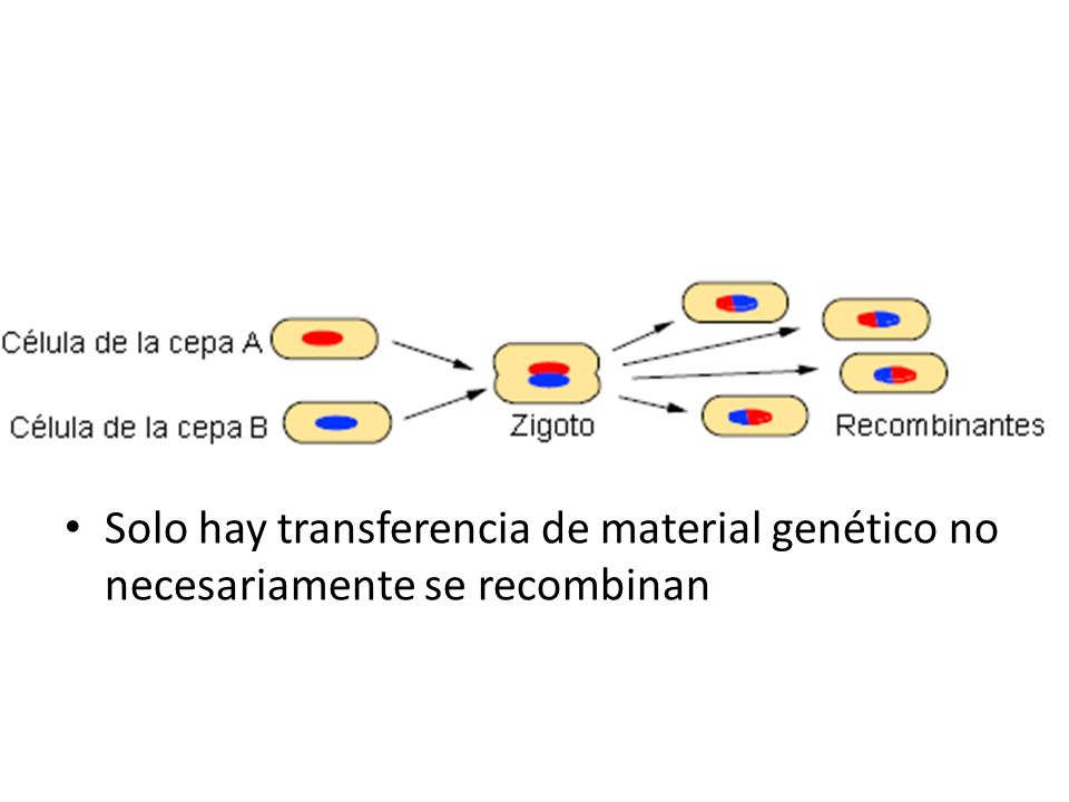 Solo hay transferencia de material genético no necesariamente se recombinan