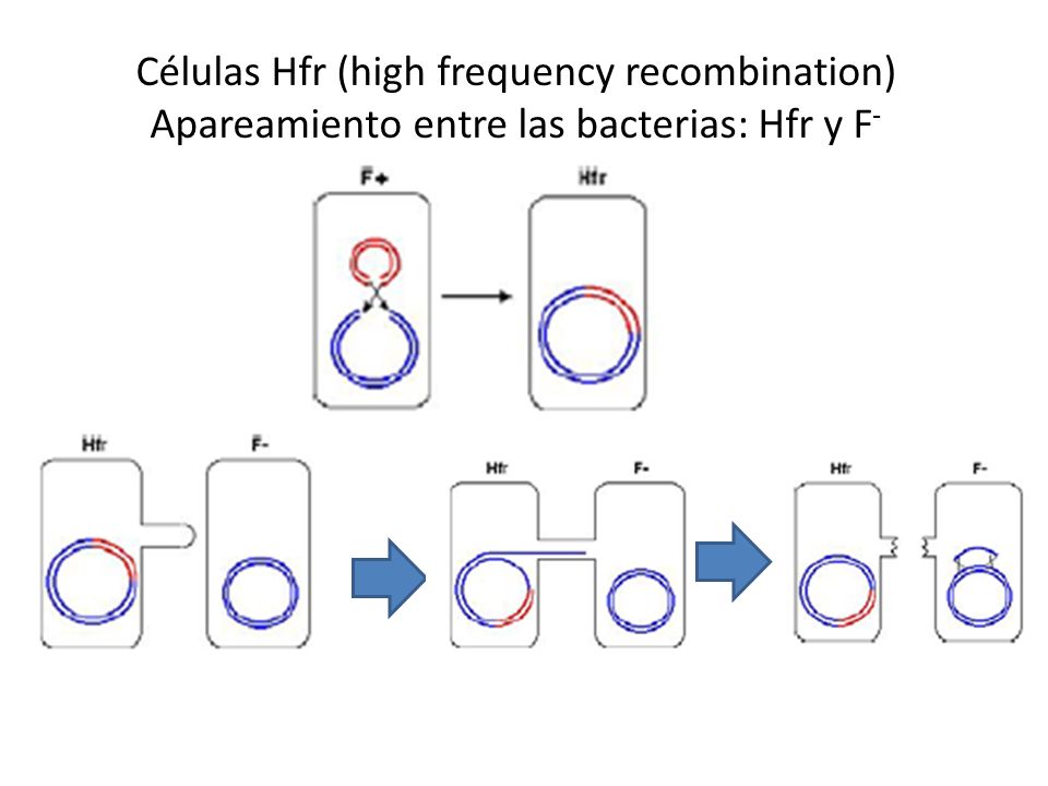 Células Hfr (high frequency recombination) Apareamiento entre las bacterias: Hfr y F-