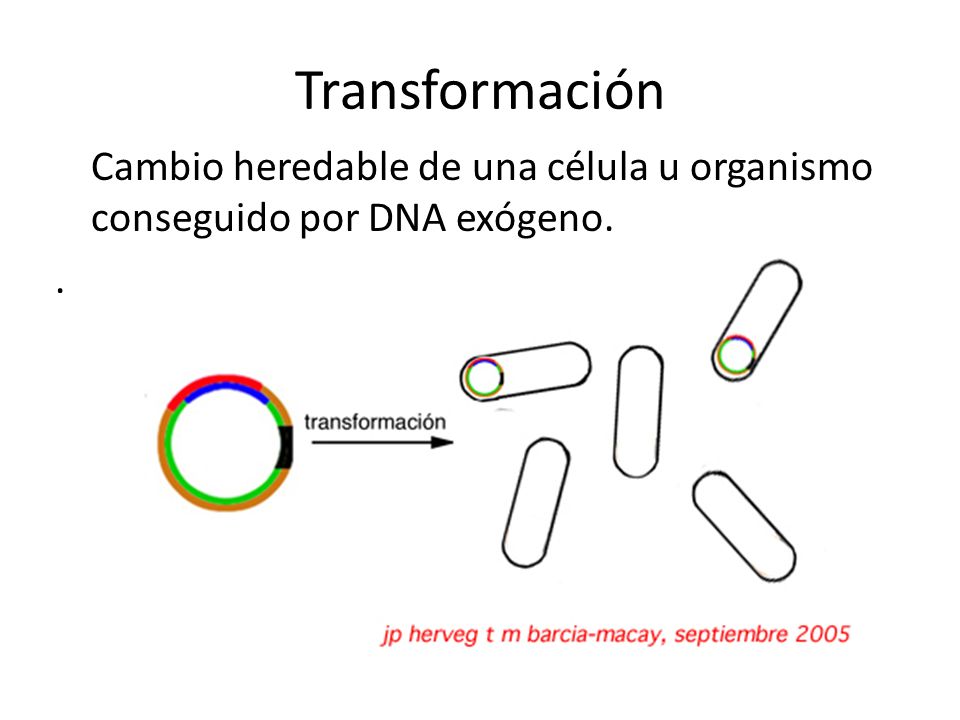 Transformación Cambio heredable de una célula u organismo conseguido por DNA exógeno. .