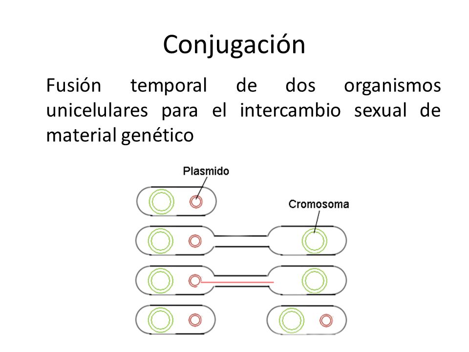 Conjugación Fusión temporal de dos organismos unicelulares para el intercambio sexual de material genético.