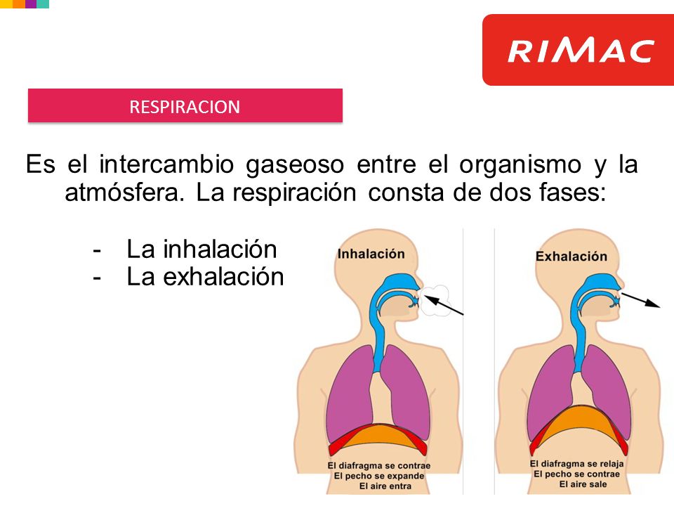 RESPIRACION Es el intercambio gaseoso entre el organismo y la atmósfera. La respiración consta de dos fases: