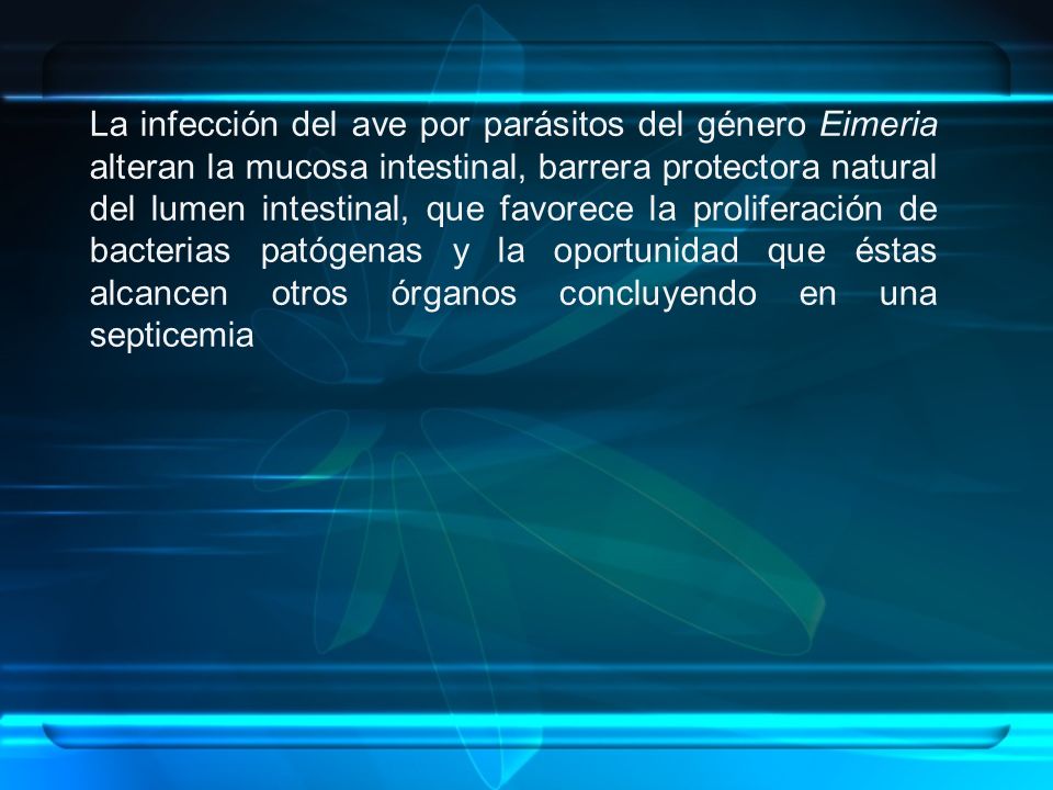 La infección del ave por parásitos del género Eimeria alteran la mucosa intestinal, barrera protectora natural del lumen intestinal, que favorece la proliferación de bacterias patógenas y la oportunidad que éstas alcancen otros órganos concluyendo en una septicemia