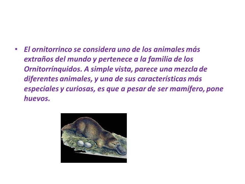 El ornitorrinco se considera uno de los animales más extraños del mundo y pertenece a la familia de los Ornitorrínquidos.