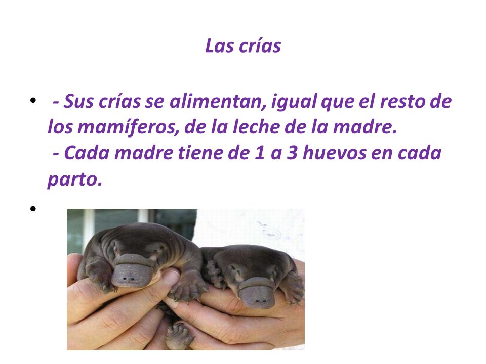 Las crías - Sus crías se alimentan, igual que el resto de los mamíferos, de la leche de la madre. - Cada madre tiene de 1 a 3 huevos en cada parto.