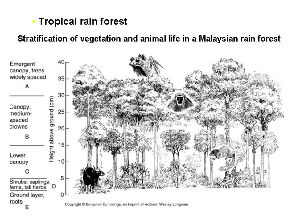 The tropical rain forest conventionally has been divided into five general layers: (1) the uppermost or emergent layer (E) consists of trees 50 to 60 m or more high. Their crowns rise above the rest of the forest to form a discontinuous canopy; (2) the second layer consists of trees 24 to 36 m high (A). More or less continuous, it makes up the main canopy; (3) a third layer (B), the lower tree stratum 15 to 24 m high is also continuous; (4) the fourth layer (C), usually poorly developed in deep shade, consists of shrubs and young trees; and (5) the ground layer (D) is composed of tall herbs and ferns. Unlike the temperate deciduous forest, stratification is often poorly defined; no clear demarcation exists between one layer and the other, the emergent tree stratum excepted. The reasons are several. Many tree species have the same growth growth plan but differ in size. Different tree species mature different heights. Other individuals become dwarfed because of unfavorable growth. This great variability in growth patterns and growth cycles can mask any strong stratification in some forests.