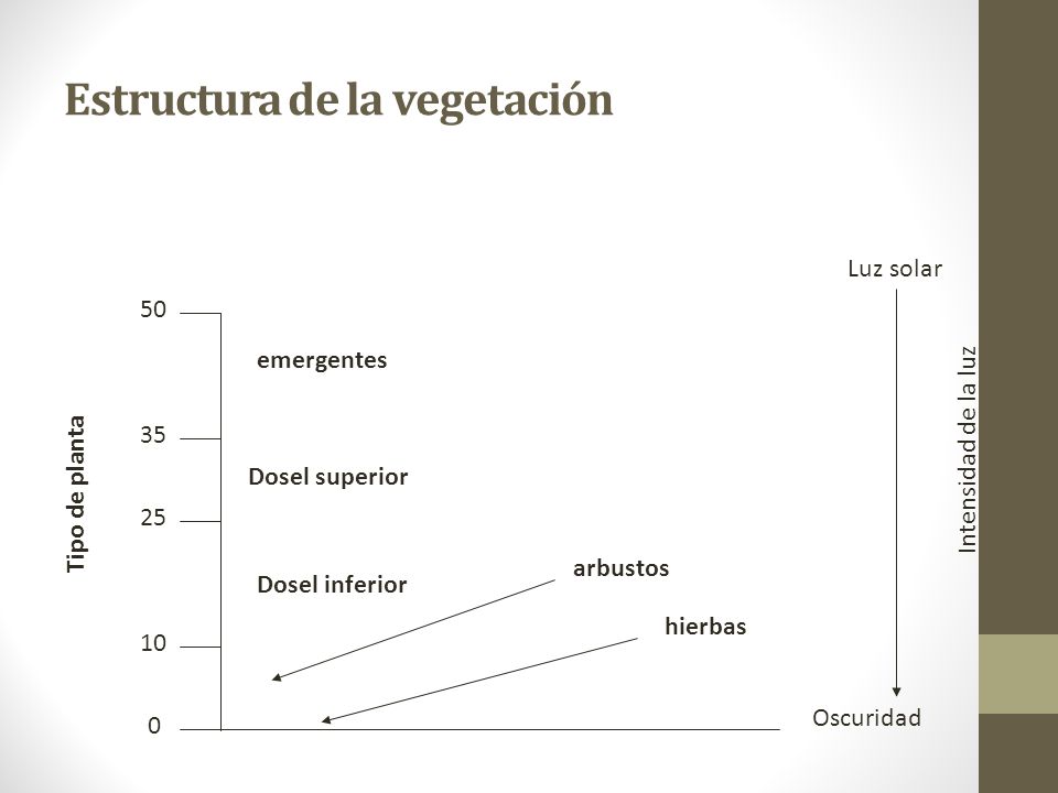 Estructura de la vegetación