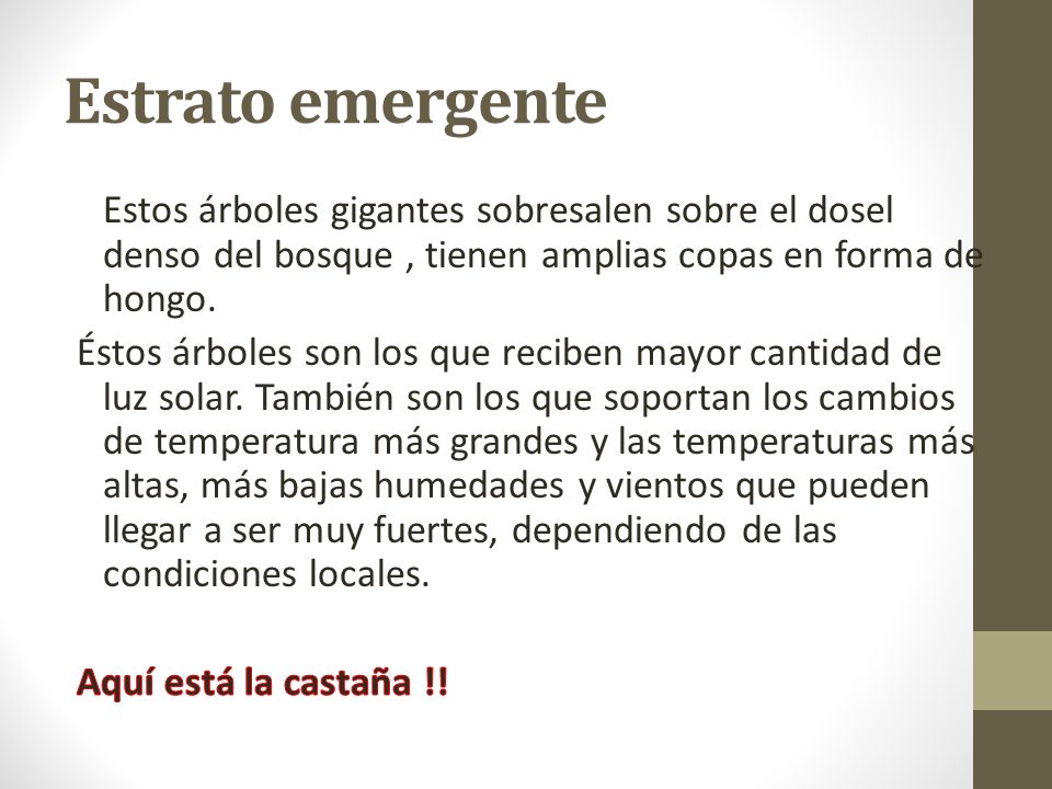 Estrato emergente Estos árboles gigantes sobresalen sobre el dosel denso del bosque , tienen amplias copas en forma de hongo.