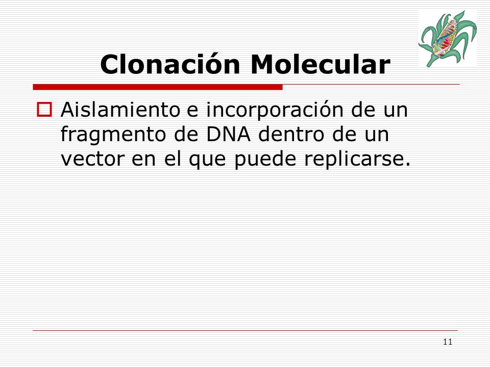 Clonación Molecular Aislamiento e incorporación de un fragmento de DNA dentro de un vector en el que puede replicarse.