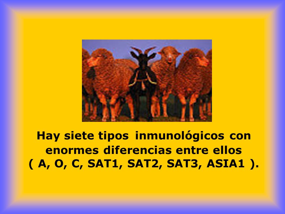 Hay siete tipos inmunológicos con enormes diferencias entre ellos ( A, O, C, SAT1, SAT2, SAT3, ASIA1 ).