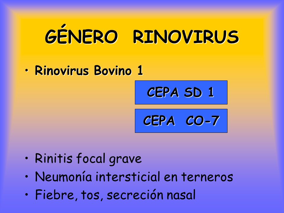 GÉNERO RINOVIRUS Rinovirus Bovino 1 CEPA SD 1 Rinitis focal grave