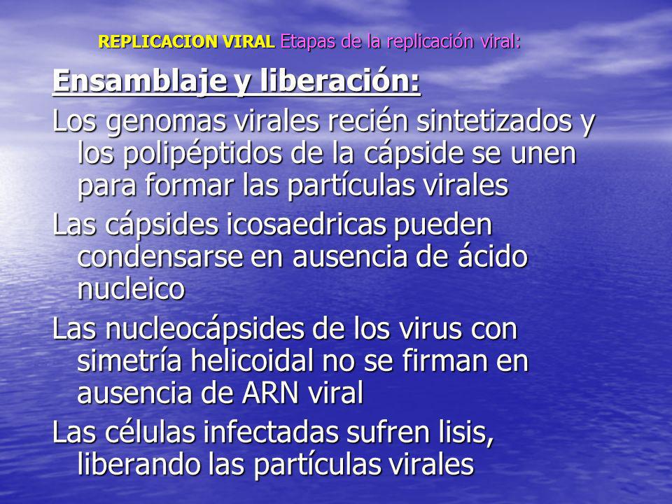 REPLICACION VIRAL Etapas de la replicación viral: