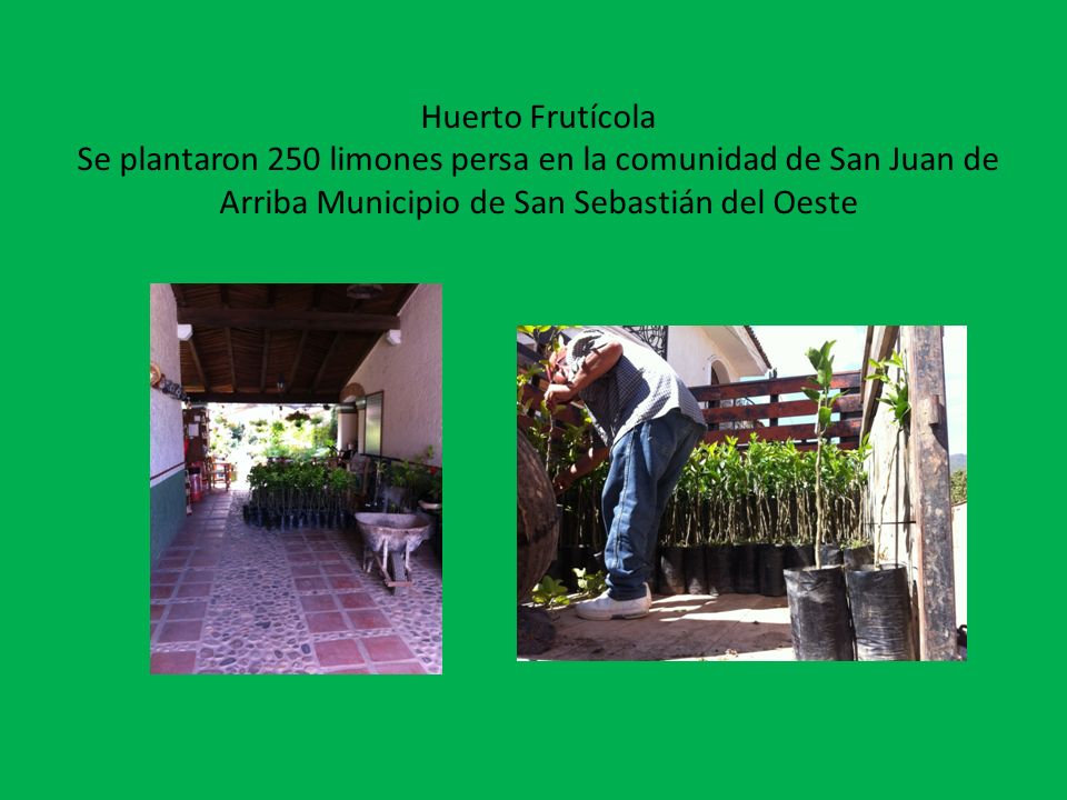 Huerto Frutícola Se plantaron 250 limones persa en la comunidad de San Juan de Arriba Municipio de San Sebastián del Oeste