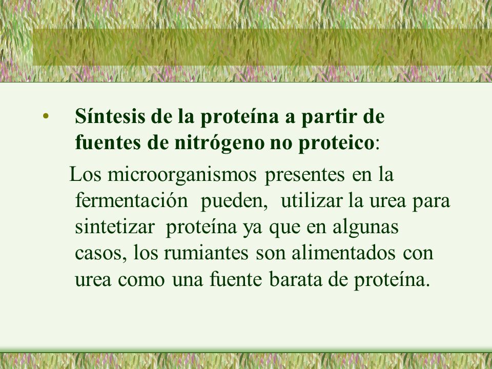 Síntesis de la proteína a partir de fuentes de nitrógeno no proteico: