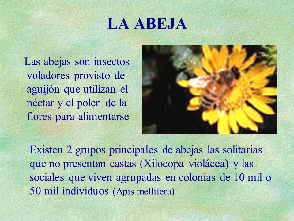 LA ABEJA Las abejas son insectos voladores provisto de aguijón que utilizan el néctar y el polen de la flores para alimentarse.