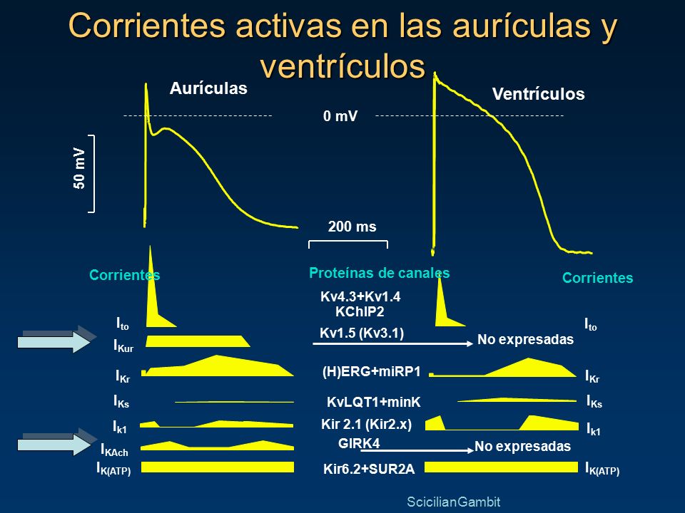 Corrientes activas en las aurículas y ventrículos