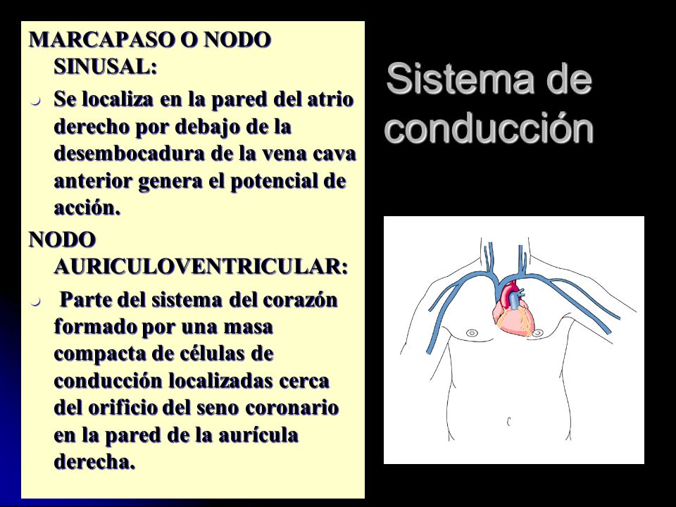 Sistema de conducción MARCAPASO O NODO SINUSAL: