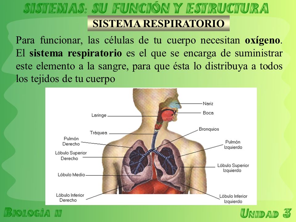 SISTEMA RESPIRATORIO