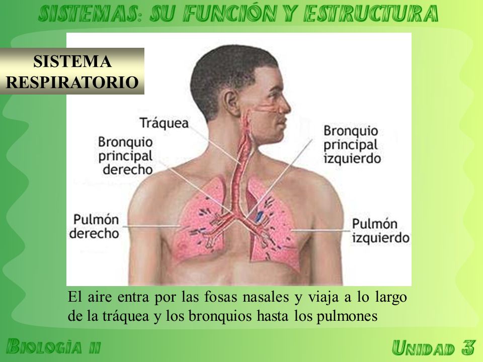 SISTEMA RESPIRATORIO El aire entra por las fosas nasales y viaja a lo largo de la tráquea y los bronquios hasta los pulmones.