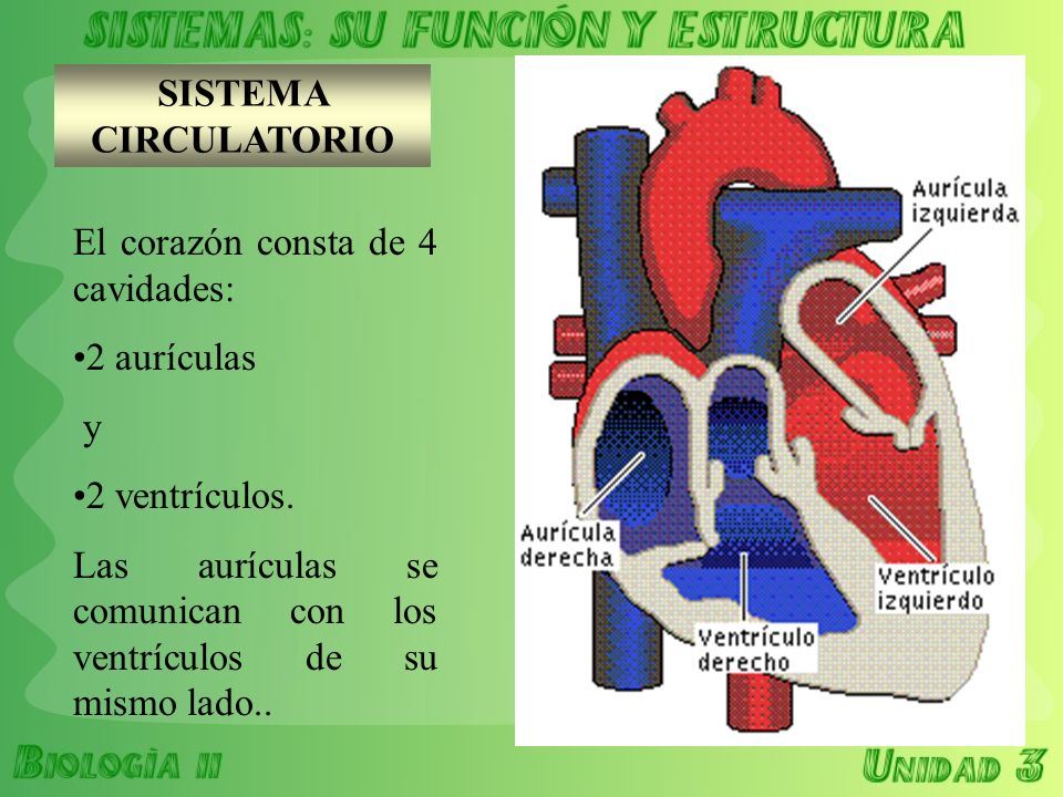 SISTEMA CIRCULATORIO El corazón consta de 4 cavidades: 2 aurículas. y. 2 ventrículos.