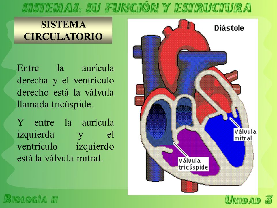 SISTEMA CIRCULATORIO Entre la aurícula derecha y el ventrículo derecho está la válvula llamada tricúspide.