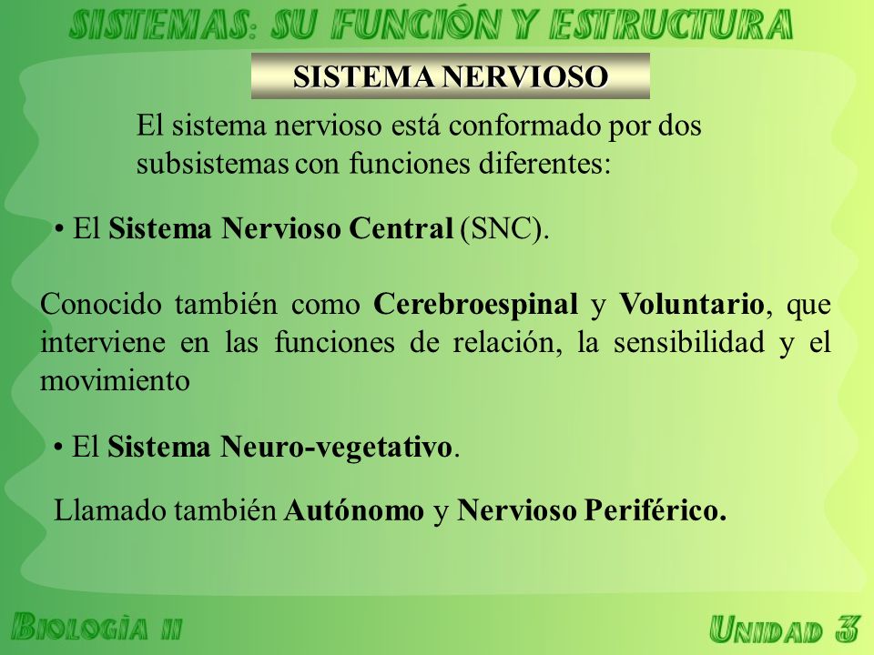 SISTEMA NERVIOSO El sistema nervioso está conformado por dos subsistemas con funciones diferentes: El Sistema Nervioso Central (SNC).