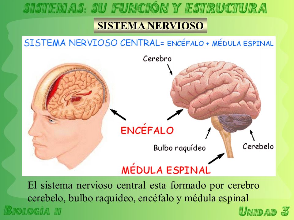 SISTEMA NERVIOSO El sistema nervioso central esta formado por cerebro cerebelo, bulbo raquídeo, encéfalo y médula espinal.