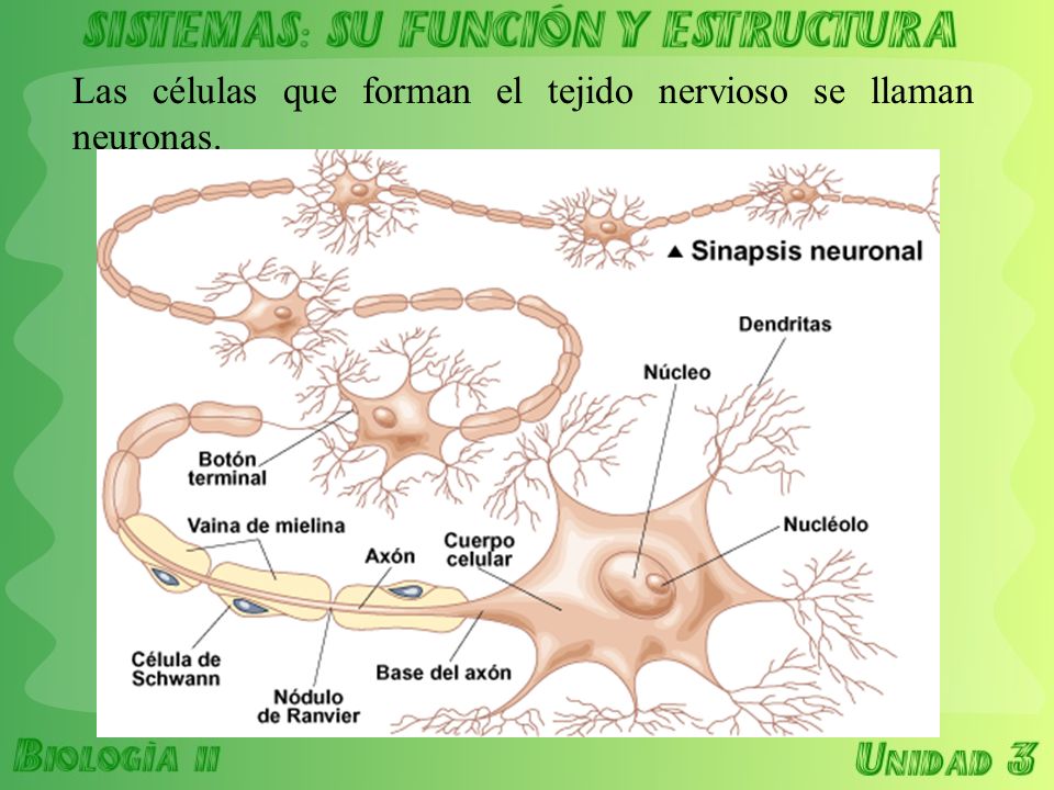 Las células que forman el tejido nervioso se llaman neuronas.