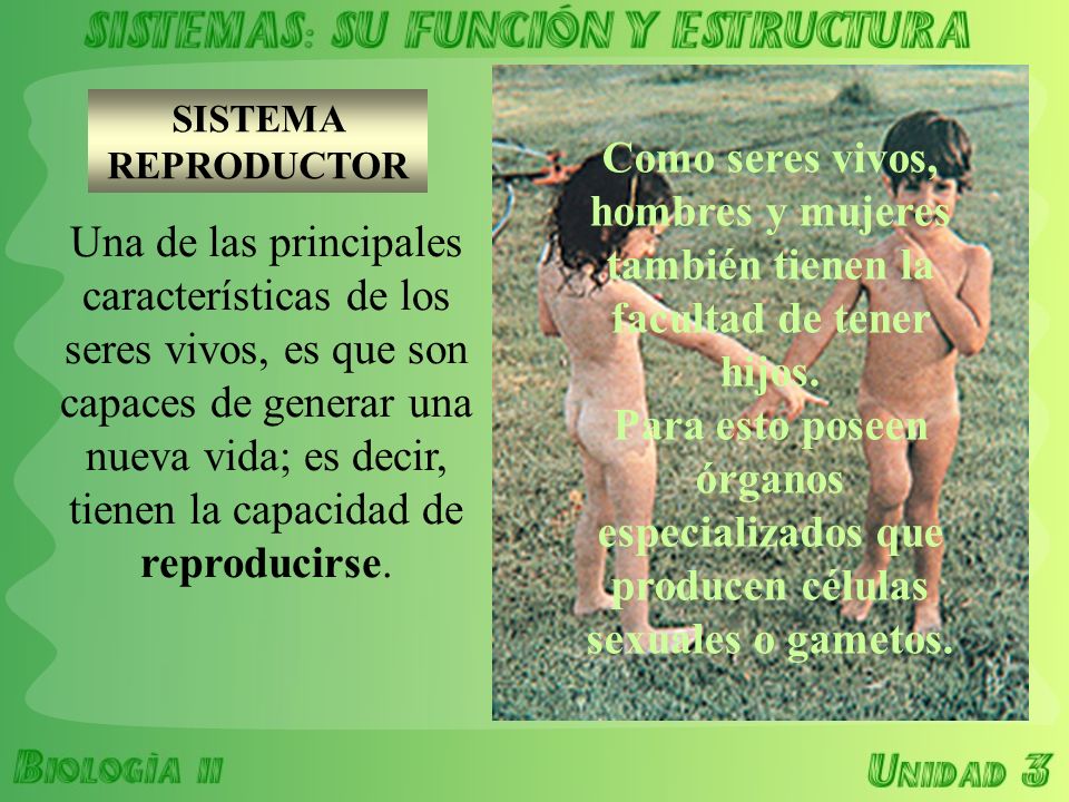 Como seres vivos, hombres y mujeres también tienen la facultad de tener hijos. Para esto poseen órganos especializados que producen células sexuales o gametos.