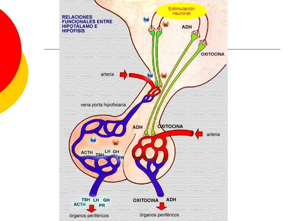 The pituitary gland or hypophysis was initially called the master gland because its hormones were shown