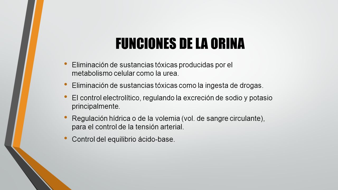 FUNCIONES DE LA ORINA Eliminación de sustancias tóxicas producidas por el metabolismo celular como la urea.