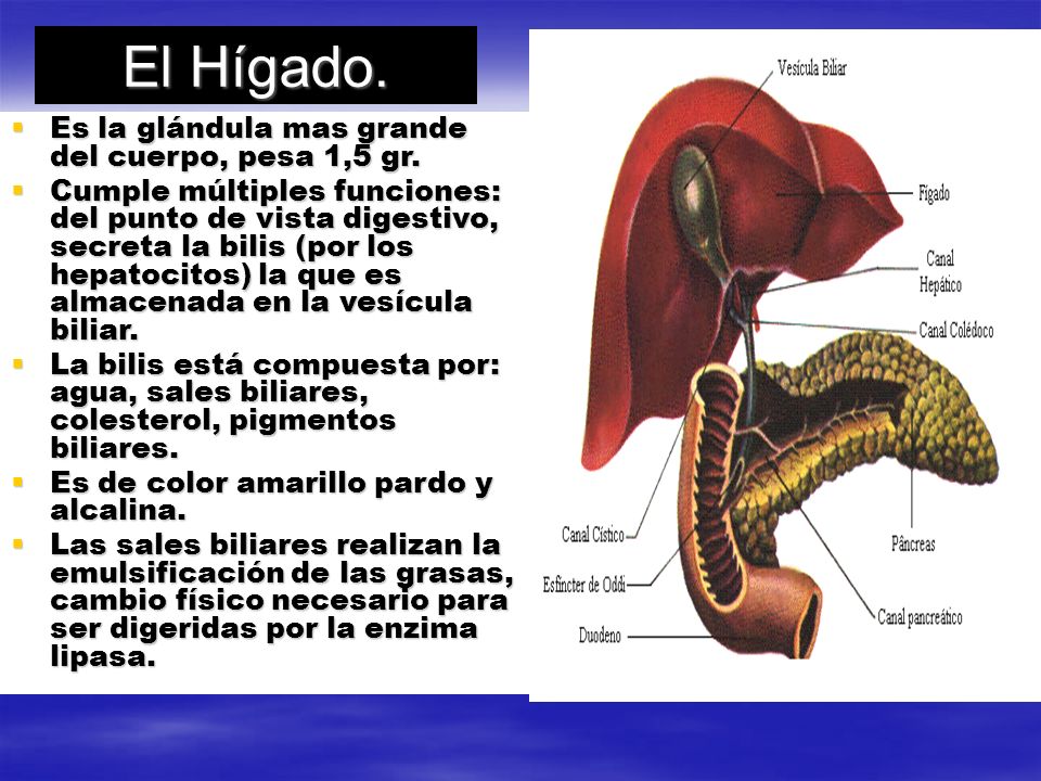 El Hígado. Es la glándula mas grande del cuerpo, pesa 1,5 gr.