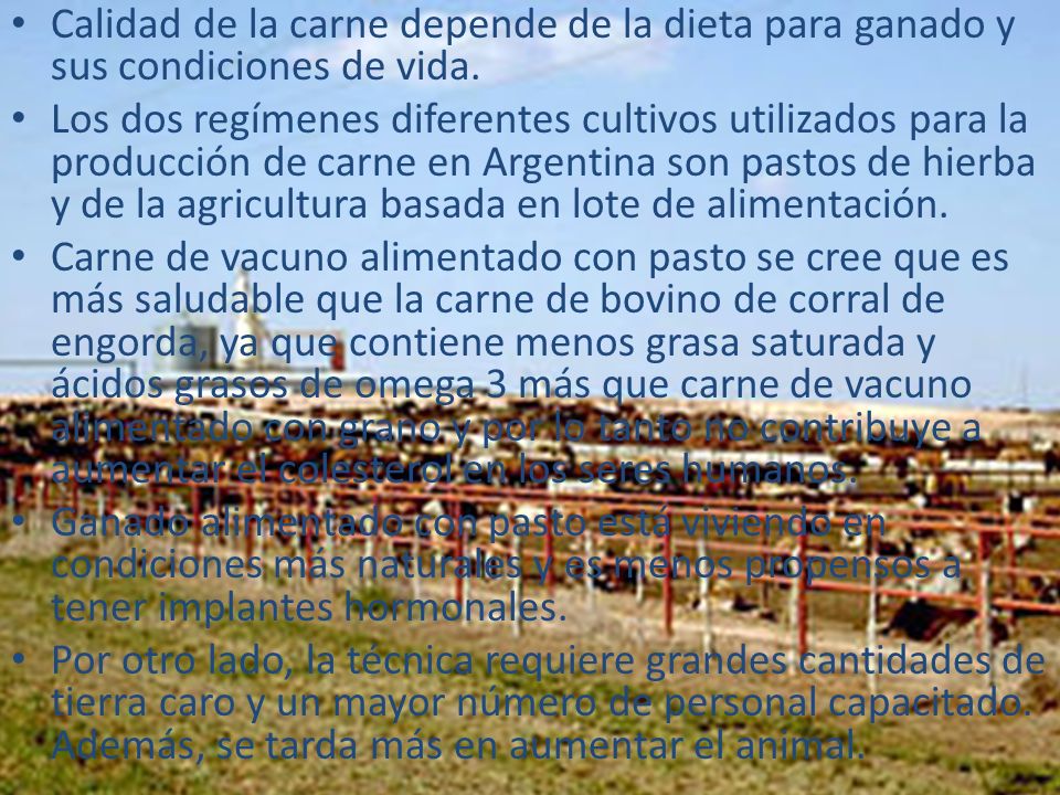 Calidad de la carne depende de la dieta para ganado y sus condiciones de vida.