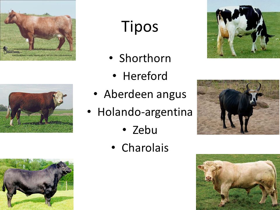 Tipos Shorthorn Hereford Aberdeen angus Holando-argentina Zebu