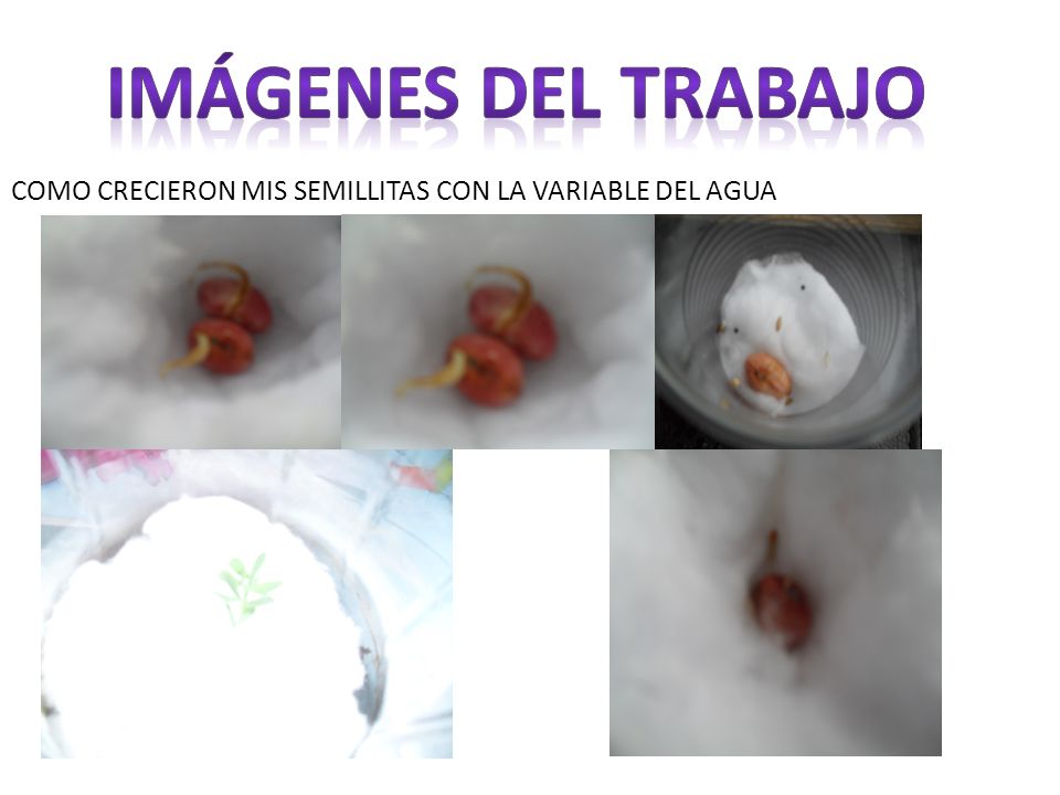 Imágenes del trabajo COMO CRECIERON MIS SEMILLITAS CON LA VARIABLE DEL AGUA