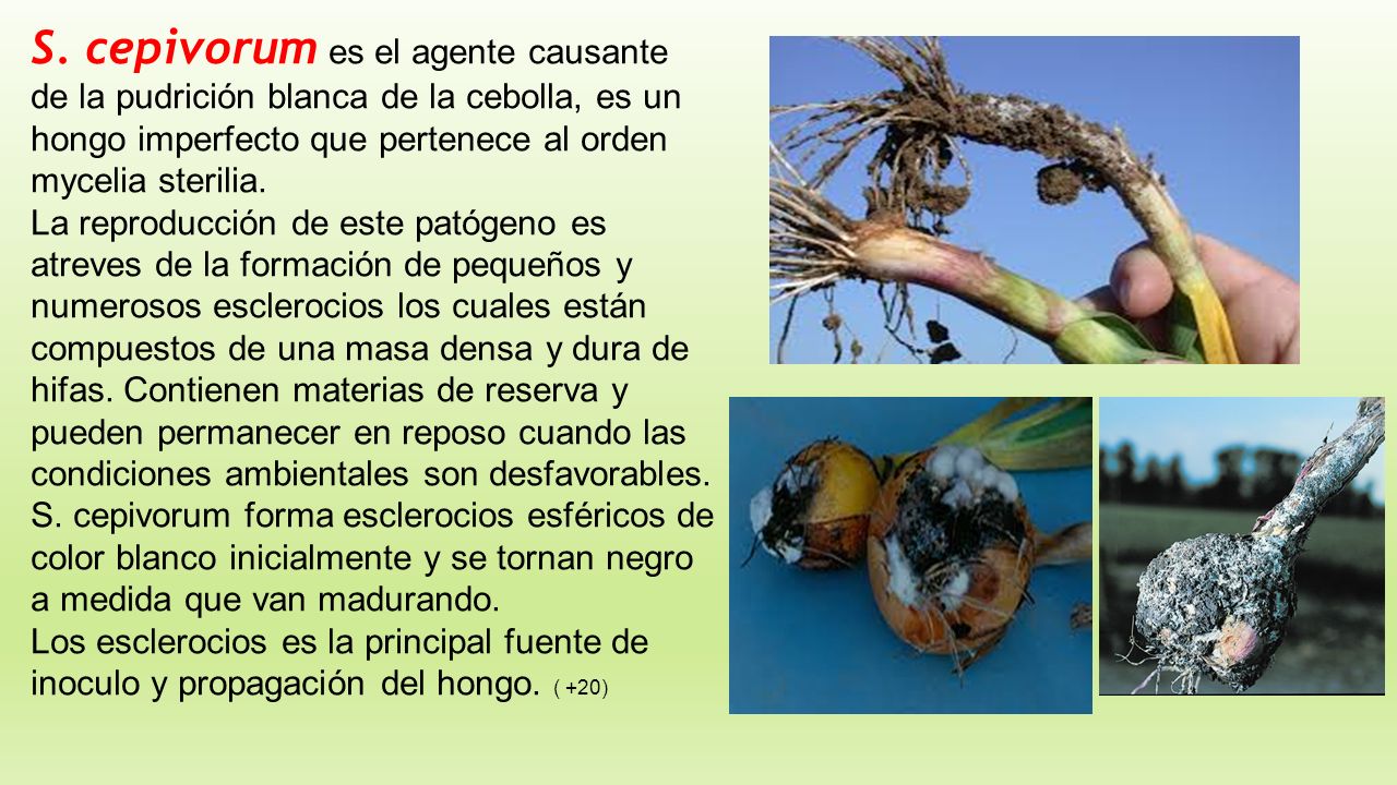 S. cepivorum es el agente causante de la pudrición blanca de la cebolla, es un hongo imperfecto que pertenece al orden mycelia sterilia.