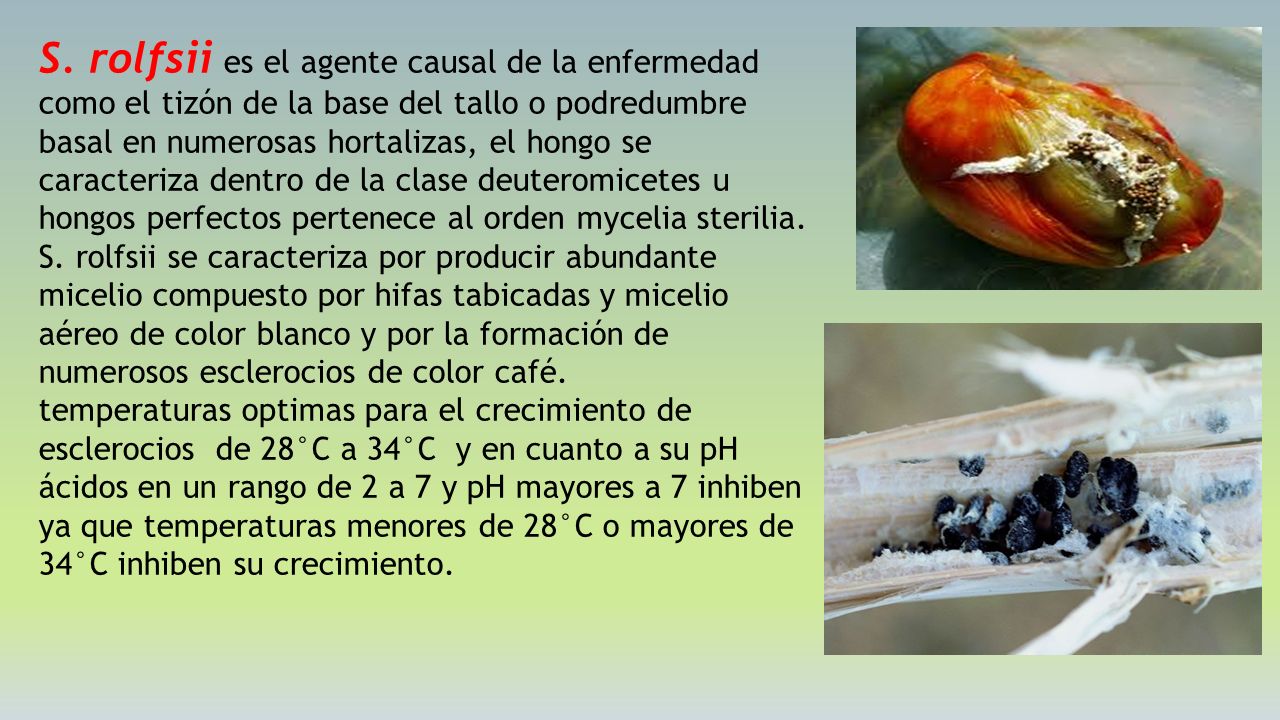 S. rolfsii es el agente causal de la enfermedad como el tizón de la base del tallo o podredumbre basal en numerosas hortalizas, el hongo se caracteriza dentro de la clase deuteromicetes u hongos perfectos pertenece al orden mycelia sterilia.