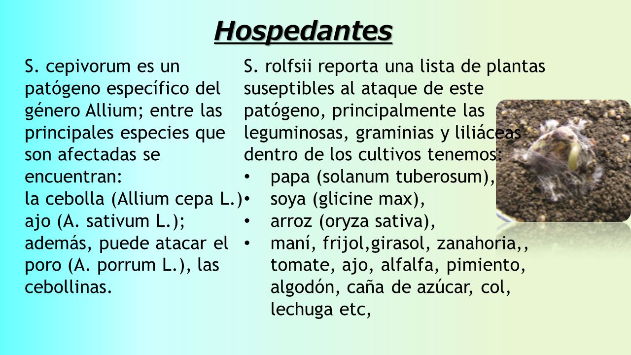 Hospedantes S. cepivorum es un patógeno específico del género Allium; entre las principales especies que son afectadas se encuentran:
