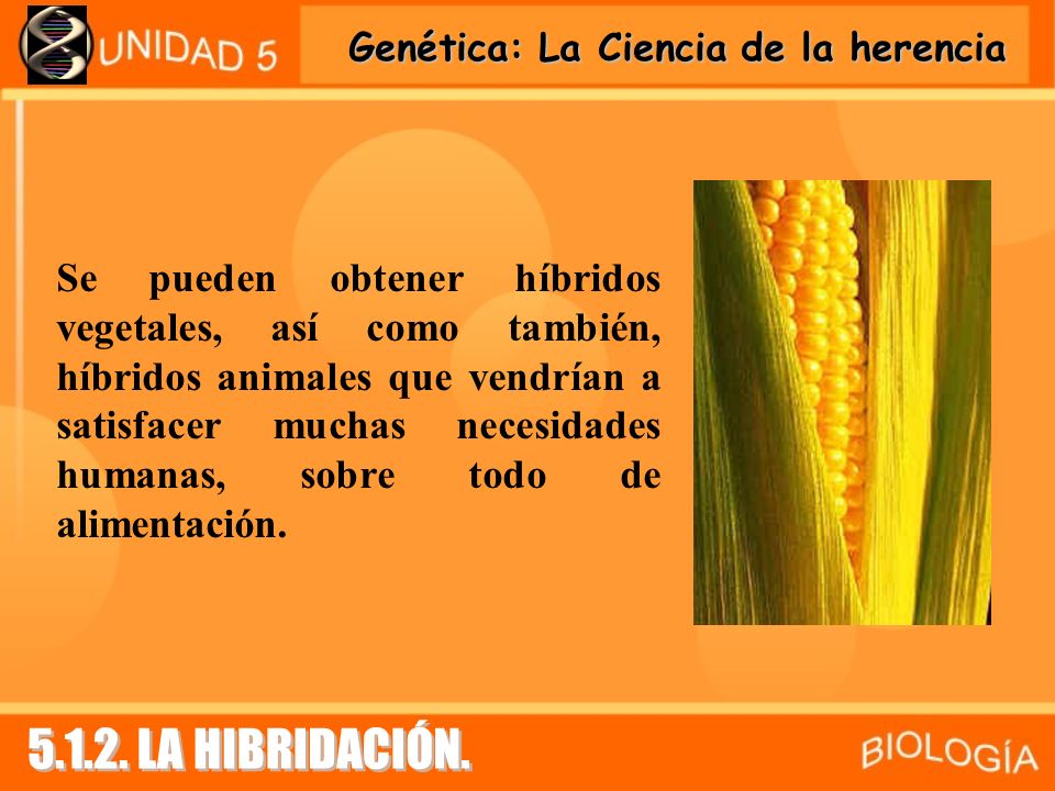 Se pueden obtener híbridos vegetales, así como también, híbridos animales que vendrían a satisfacer muchas necesidades humanas, sobre todo de alimentación.