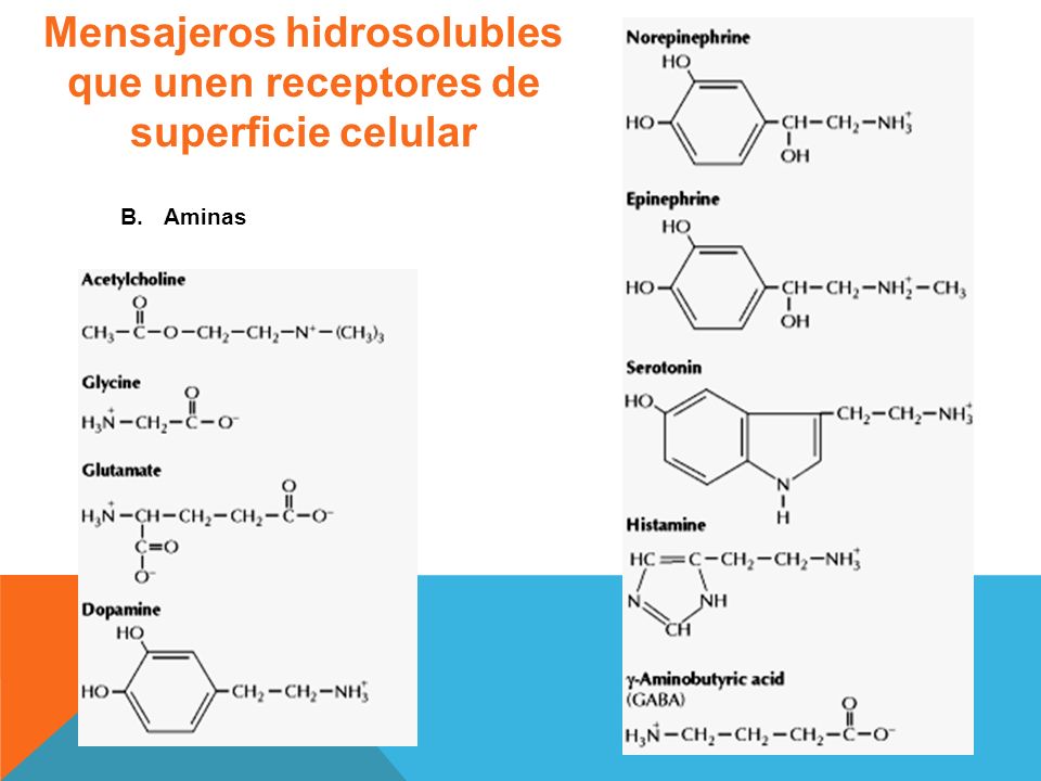 Mensajeros hidrosolubles que unen receptores de superficie celular