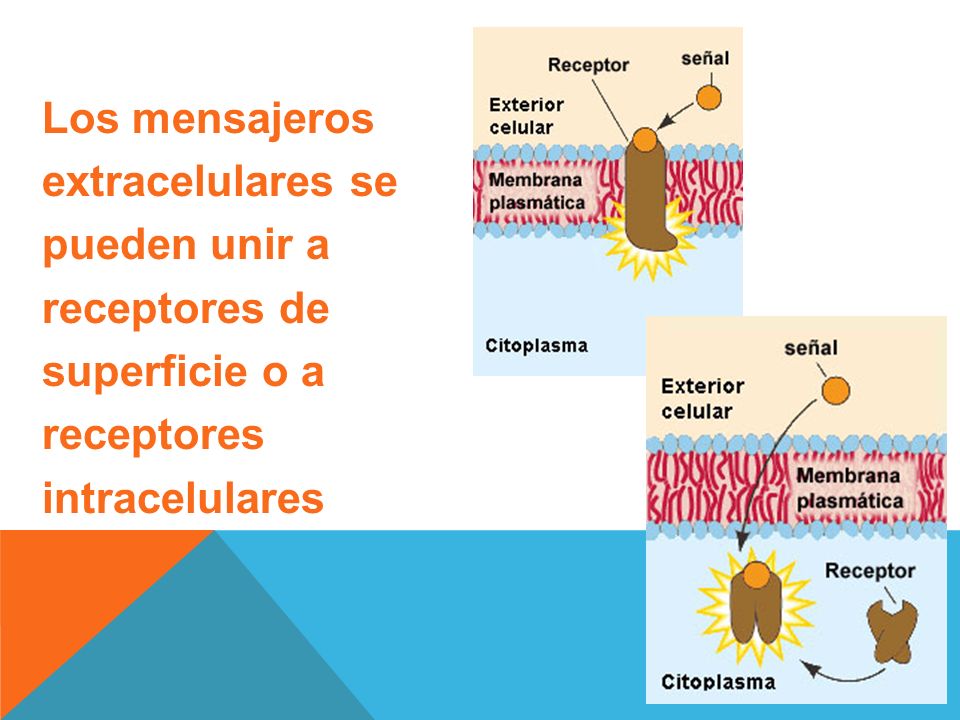Los mensajeros extracelulares se pueden unir a receptores de superficie o a receptores intracelulares